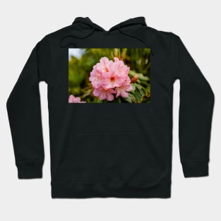 Pink rhododendron flowers Hoodie